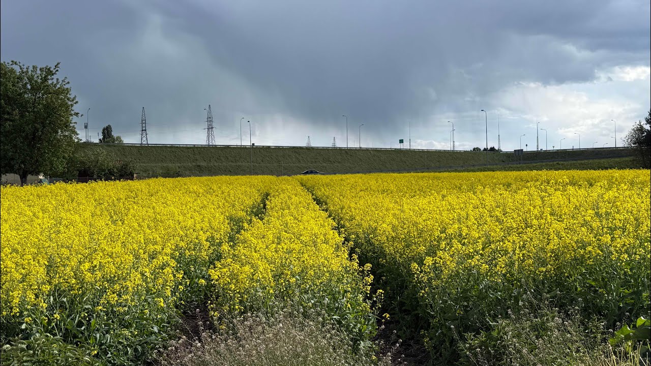 Płatek w rzepaku - kawałek fasoli do przesiania
