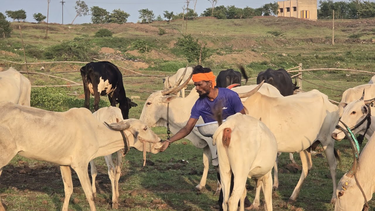 गोरक्षनाथ गोशाळा कवठेमहांकाळ 