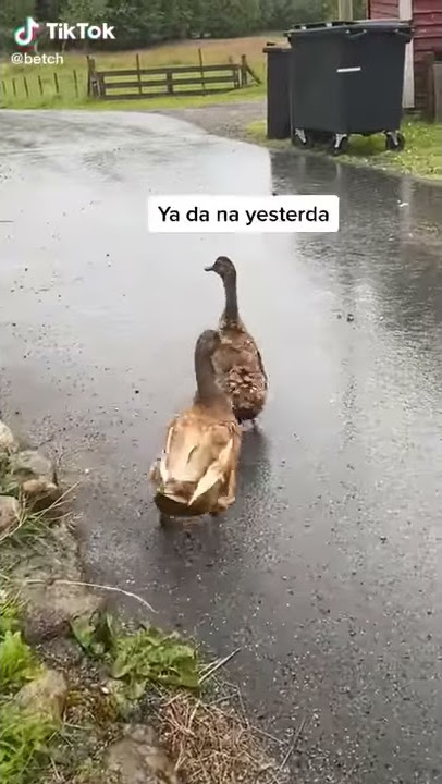 Funny Ducks Video Tik Tok FACKN DA