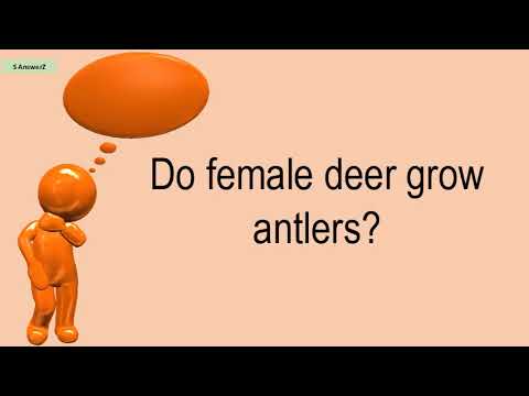 Do Female Deer Grow Antlers?