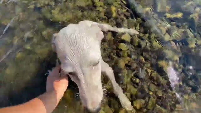 Ол аузына сиқырды, есегіне әтешті алды.