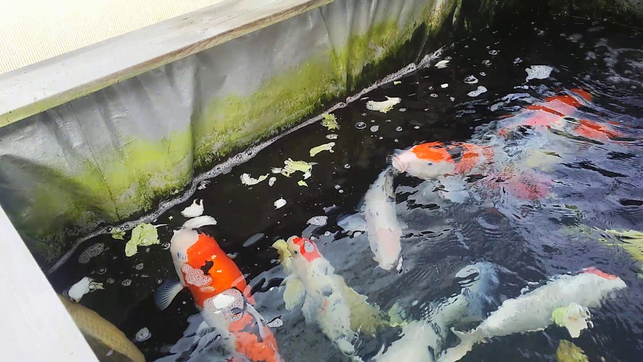 錦鯉 食物繊維の白菜 Youtube