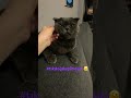 #annelik #kedianneleri #cat #annebebek #kedi #günlükhayat 💕
