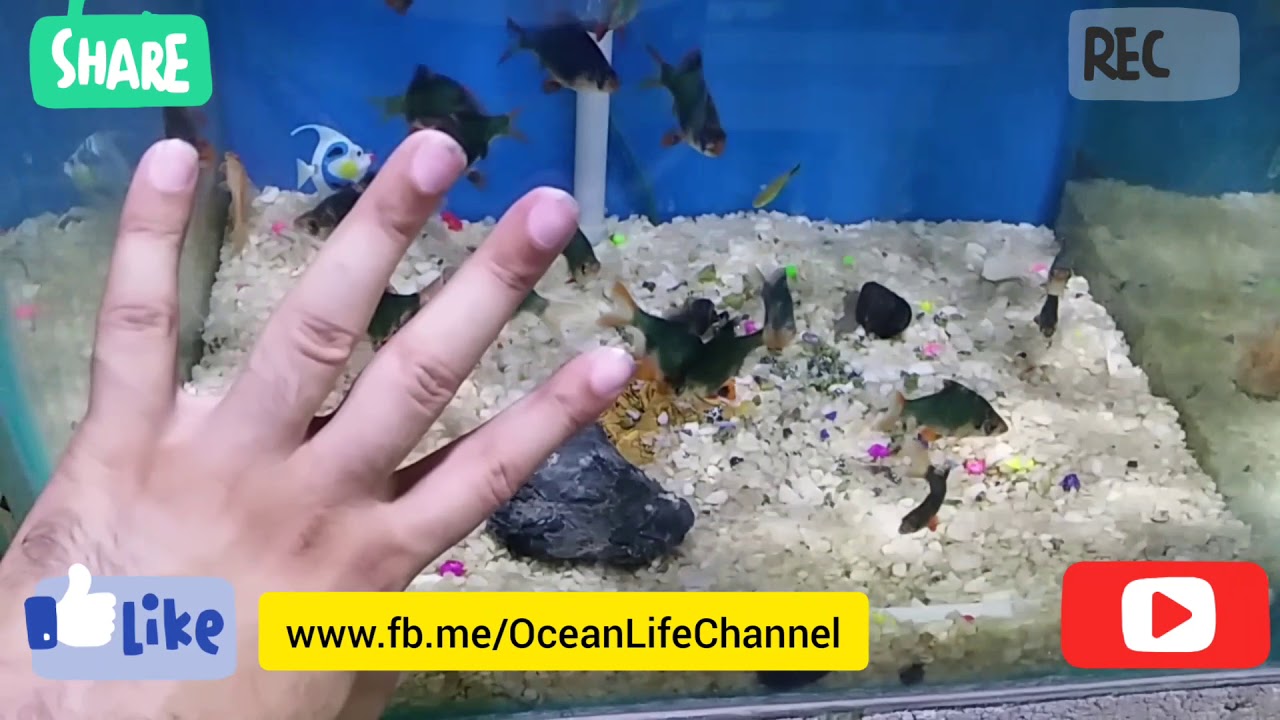 A visit to Fishland aquariums on 1stJuly2019 at Lahore. MUST watch