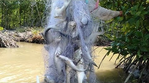 Về vùng đất cà Mau/giăng lưới cá dính nẹo tay/thấy mà mê luôn