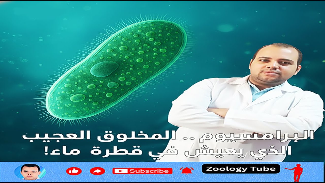 البرامسيوم.. المخلوق العجيب الذي يعيش في قطرة ماء!