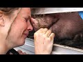 Bearing Witness to Pigs - Animal Save Movement