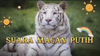 Suara Macan Putih Mengaung🦁🐆