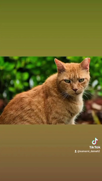 situkang marah marah