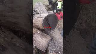 @MilwaukeeTool M18 14in Chainsaw Test Cut. #wood #chainsaw #milwaukeetools