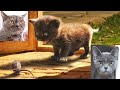 🤣🤣 Hilarious Funny Cats and Cute Kittens Playing Video Compilation 2021 (Try Not to Laugh or Grin)