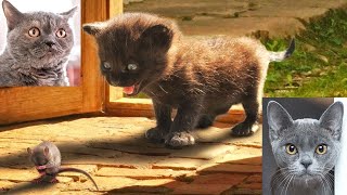 🤣🤣 Hilarious Funny Cats and Cute Kittens Playing Video Compilation 2021 (Try Not to Laugh or Grin)