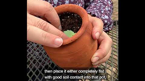 How to Fix a Leggy Succulent Plant