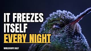 The Bird That Nearly Freezes to Death Every Night 🐦 (Hummingbird) #shorts