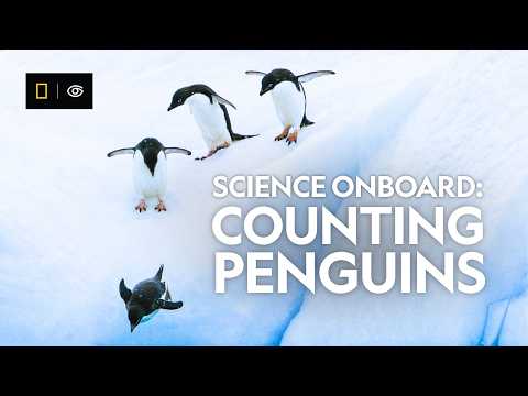 Science Onboard: Counting Penguins in Antarctica | National Geographic-Lindblad Expeditions