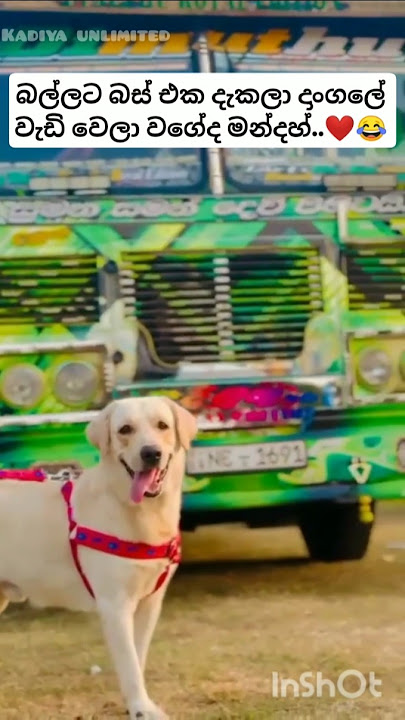 බල්ලට බස් එක දැකලා දාංගලේ වැඩි වෙලා වගෙ😂❤️buru buru #busword #newbusvideo #trending #1milion #driver