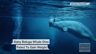 Beluga whale calf dies