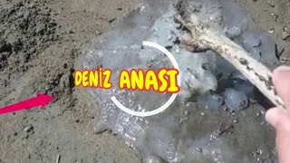 Deniz Anası Akdenizde Ağustosta Çok Görülür