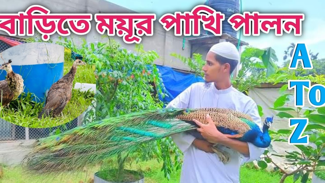 ময়ূর পাখির বাচ্চা  লালন পালন A TO Z ,peacock farming in Mymensingh.