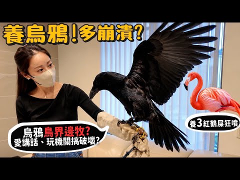 【從零開始養】寵物烏鴉多崩潰?養三隻紅鶴狂噴屎!烏鴉是鳥界邊境牧羊犬?愛講話?破解機關?紅鶴居然可以遛?嘴倒著吃飯?【許伯簡芝】
