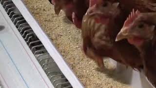 картинка: Современный курятник для содержания кур несушек