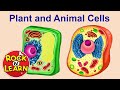 Plant and Animal Cells for Kids Mp3 Song