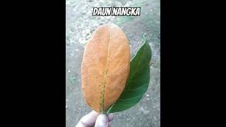daun nangka hijau dan kering