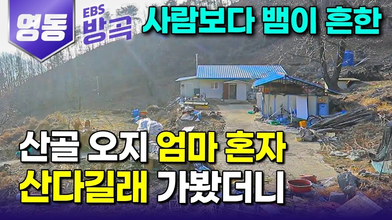 [충북 영동] 