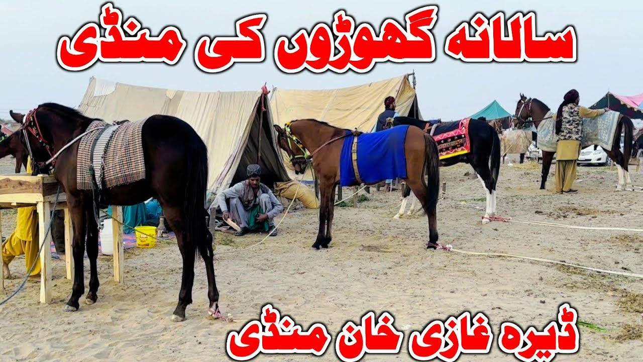 Dera Ghazi Khan Horse Mandi 2026 | Horse Festival In Punjab | Horse Sale In Punjab Mandi 
