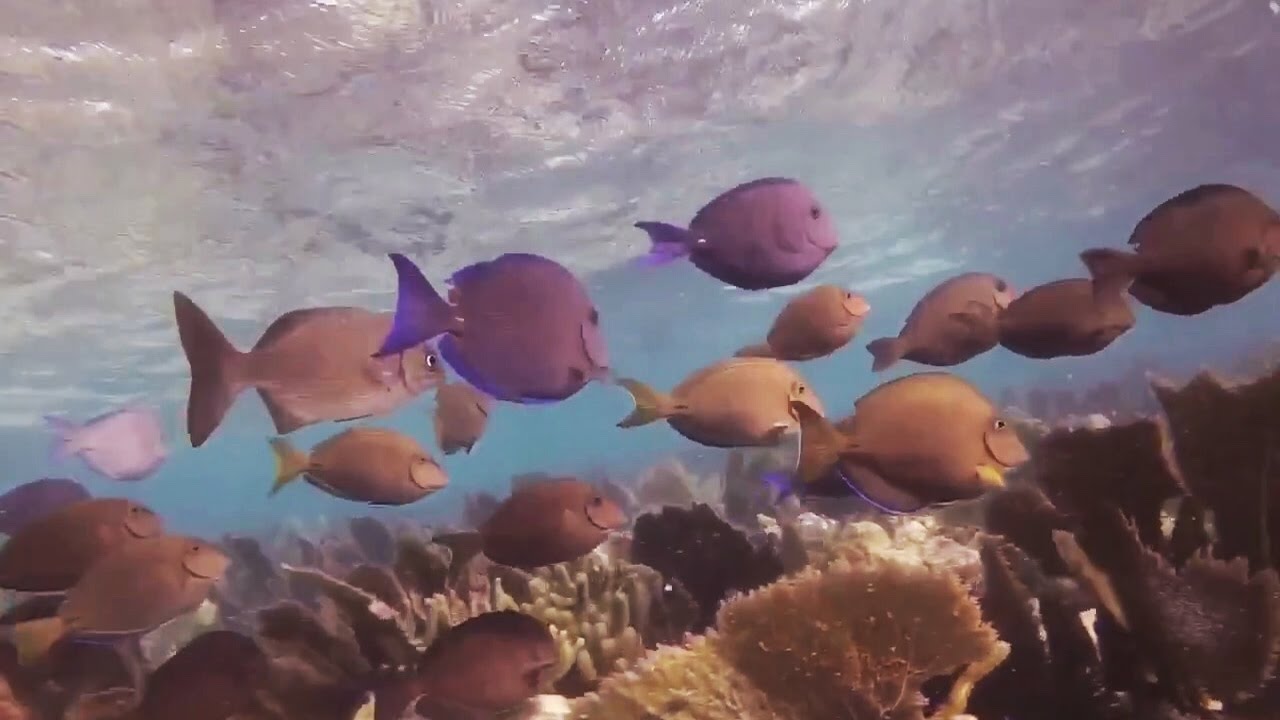 MOLASSES REEF pt 1 SNORKELING KEY LARGO 5 Nov 2016 YouTube