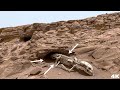 Perseverance Rover Latest Images: SOL 1575 | Mars 4K | Mars 4K Video | Mars In 4K | Mars New Photos