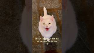 Download Lagu Fawn’s evolution has been so beautiful to witness❤️‍🩹 #adoptdontshop #whitecat #catlover MP3