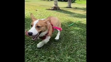 Corgi running slow mo (cutest ever)