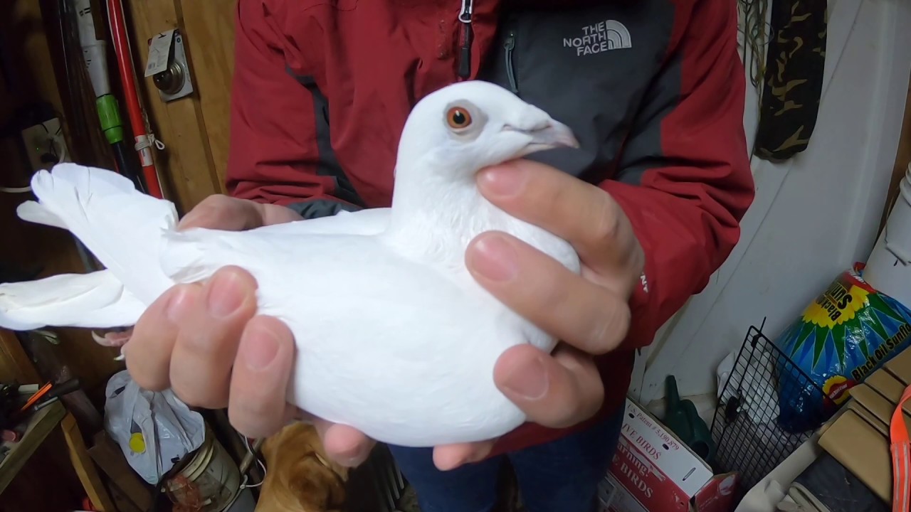 Unboxing New Pigeon White Racing Pigeon YouTube
