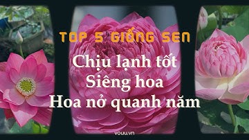 Top 5 giống sen chịu lạnh tốt, hoa nở quanh năm | Sen Vô Ưu