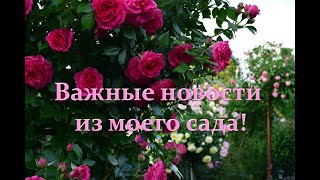 Важные новости из моего сада