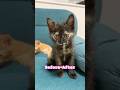 Before→After #shorts #cat #サビ猫　#ねこ　#猫