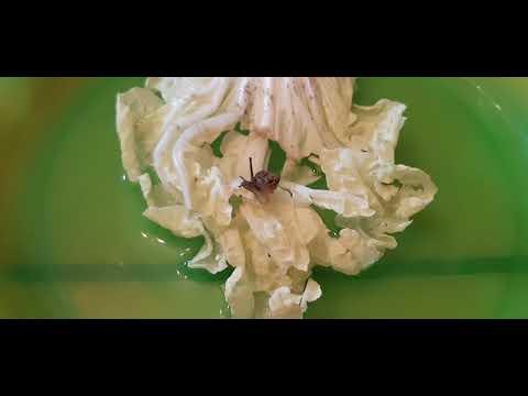 달팽이 Snail Real Snail