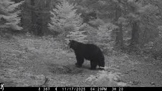 The Bears Have It - Trail Cam Pics 
