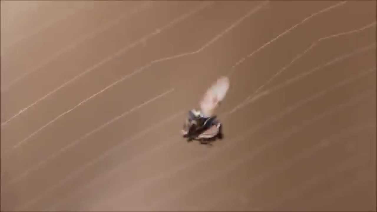 Orb Weaver Garden Spider Eats Fly - YouTube