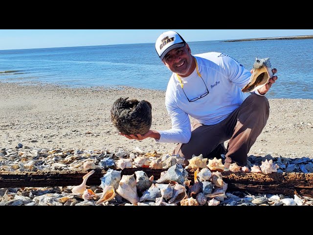 Shelling Day A Motherload Of Seashells On A Barrier Islands On A Beautiful Sunny Day class=