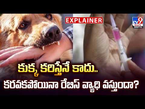 Explainer : కుక్క కరిస్తేనే కాదు...కరవకపోయినా రేబిస్ వ్యాధి వస్తుందా? - TV9 - TV9