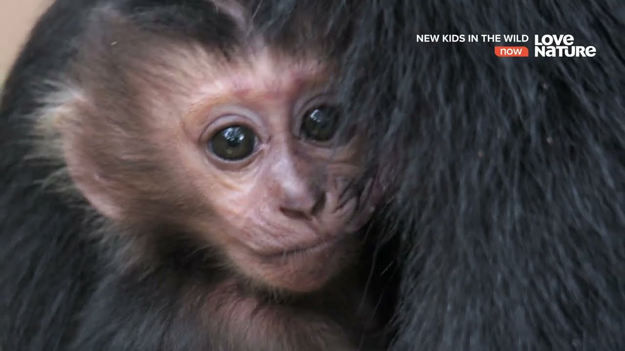Дикие Детишки. (Рави- детеныш макаки вандеру)