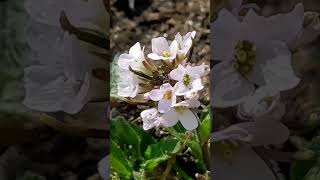 wildflower