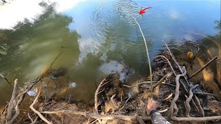 No meio das raízes no lambari vivo só saiu peixe bruto, foi de ponta da vara de bambu beber água.