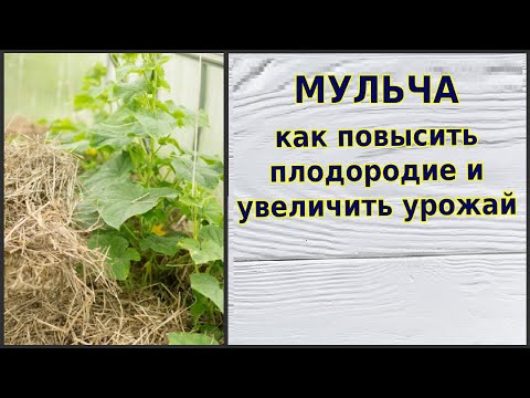 Бейне: Өнімділікті арттыру үшін шөпті қалай мульчировать ету керек