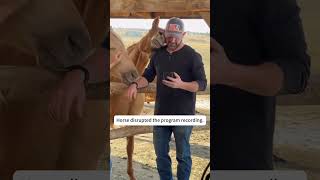 Dramatic American Horses Pulling The Dumbest Moves#HorseMemesUS #FunnyRanchLife