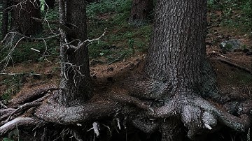 The fig tree - Bell Jar (Sylvia Plath)