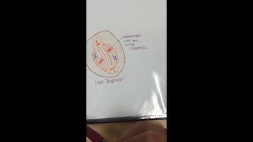 Modeling Project: Mitosis