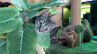 JETCZO Cat Palm Tree & Scratching Post - Installation & Review by Paw Record 128 views 3 months ago 3 minutes, 6 seconds